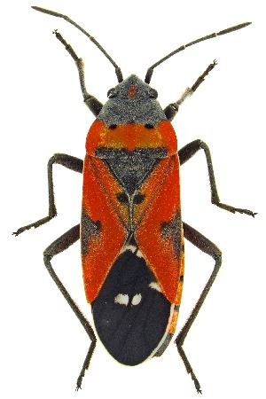  ( - UAIC1151534)  @11 [ ] Copyright  Salvador Vitanza Unspecified