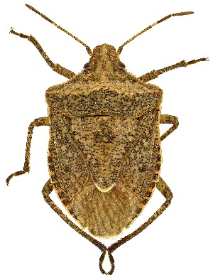  (Euschistus egglestoni - UAIC1151551)  @11 [ ] Copyright  Salvador Vitanza Unspecified