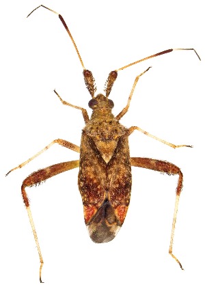  ( - UAIC1151555)  @11 [ ] Copyright  Salvador Vitanza Unspecified