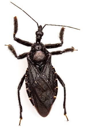  (Apiomerus longispinis - UAIC1151556)  @11 [ ] Copyright  Salvador Vitanza Unspecified