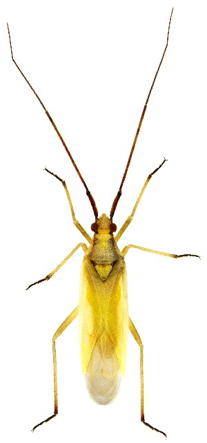  ( - UAIC1151572)  @11 [ ] Copyright  Salvador Vitanza Unspecified