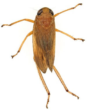  (Harasupia snowi - UAIC1151575)  @11 [ ] Copyright  Salvador Vitanza Unspecified