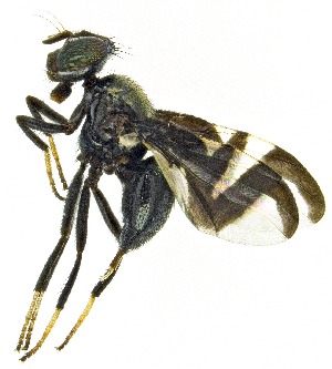  (Rivellia wulpiana - UAIC1151580)  @11 [ ] Copyright  Salvador Vitanza Unspecified