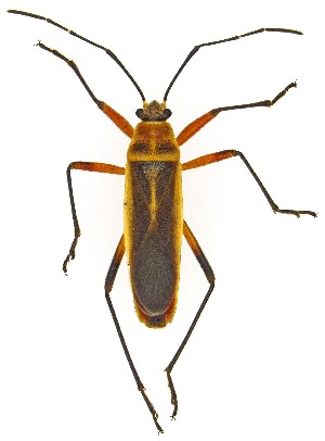  ( - UAIC1151583)  @11 [ ] Copyright  Salvador Vitanza Unspecified