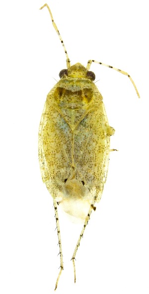  ( - UAIC1151587)  @11 [ ] Copyright  Salvador Vitanza Unspecified