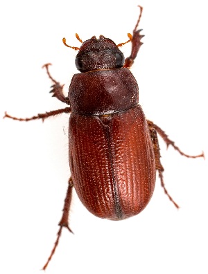  ( - UAIC1151602)  @11 [ ] Copyright  Salvador Vitanza Unspecified