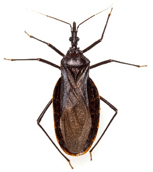  (Triatoma recurva - UAIC1151605)  @11 [ ] Copyright  Salvador Vitanza Unspecified