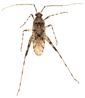  ( - UAIC1151610)  @11 [ ] Copyright  Salvador Vitanza Unspecified