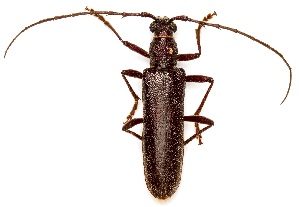  ( - UAIC1151619)  @11 [ ] Copyright  Salvador Vitanza Unspecified