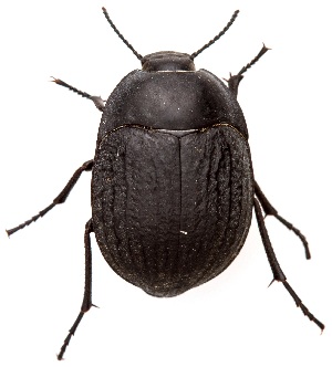  ( - UAIC1151637)  @11 [ ] Copyright  Salvador Vitanza Unspecified