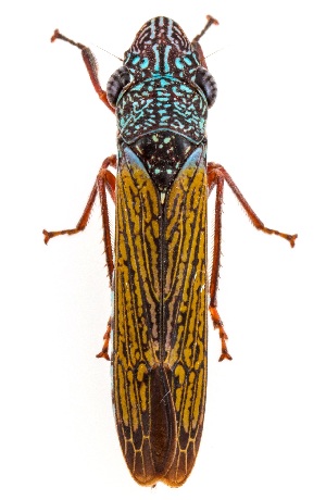  ( - UAIC1151659)  @11 [ ] Copyright  Salvador Vitanza Unspecified