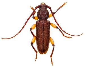  ( - UAIC1151663)  @11 [ ] Copyright  Salvador Vitanza Unspecified