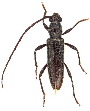  ( - UAIC1151667)  @11 [ ] Copyright  Salvador Vitanza Unspecified