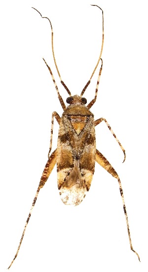  ( - UAIC1151708)  @11 [ ] Copyright  Salvador Vitanza Unspecified