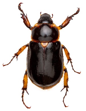  ( - UAIC1151712)  @11 [ ] Copyright  Salvador Vitanza Unspecified