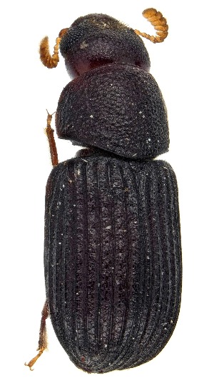  (Rhipidandrus peninsularis - UAIC1151715)  @11 [ ] Copyright  Salvador Vitanza Unspecified