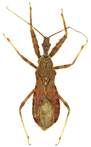  (Acholla ampliata - UAIC1151730)  @11 [ ] Copyright  Salvador Vitanza Unspecified