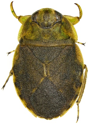  (Ambrysus hybridus - UAIC1151734)  @11 [ ] Copyright  Salvador Vitanza Unspecified