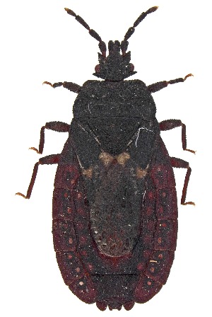  (Neuroctenus arizonicus - UAIC1151755)  @11 [ ] Copyright  Salvador Vitanza Unspecified