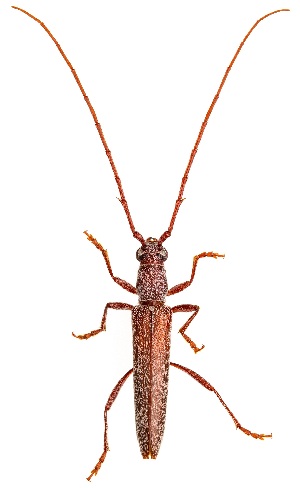  ( - UAIC1151758)  @11 [ ] Copyright  Salvador Vitanza Unspecified