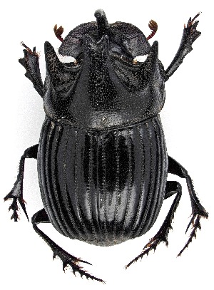  ( - UAIC1151766)  @11 [ ] Copyright  Salvador Vitanza Unspecified