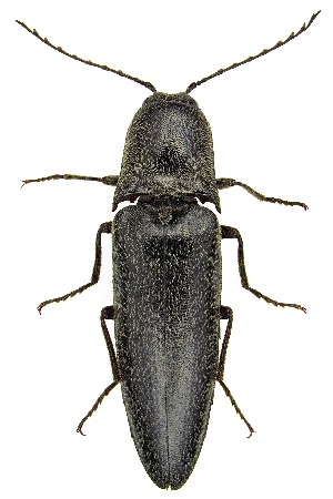  ( - UAIC1151772)  @11 [ ] Copyright  Salvador Vitanza Unspecified