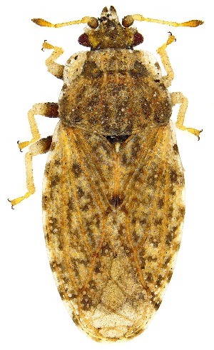  (Parapiesma cinereum - UAIC1151795)  @11 [ ] Copyright  Salvador Vitanza Unspecified