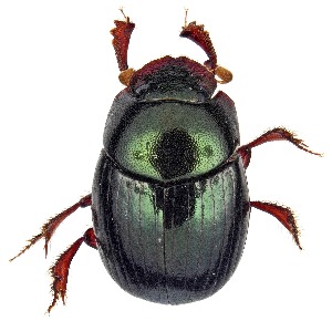  (Canthidium macclevei - UAIC1151809)  @11 [ ] Copyright  Salvador Vitanza Unspecified