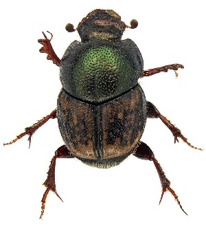  (Onthophagus hoepfneri - UAIC1151864)  @11 [ ] Copyright  Salvador Vitanza Unspecified