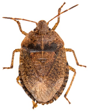  ( - UAIC1151867)  @11 [ ] Copyright  Salvador Vitanza Unspecified