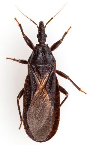  ( - UAIC1151898)  @11 [ ] Copyright  Salvador Vitanza Unspecified