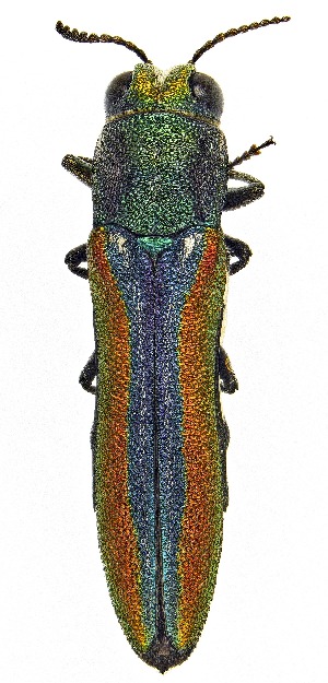  ( - UAIC1151922)  @11 [ ] Copyright  Salvador Vitanza Unspecified