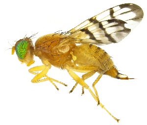  (Rhagoletis juglandis - UAIC1151924)  @11 [ ] Copyright  Salvador Vitanza Unspecified