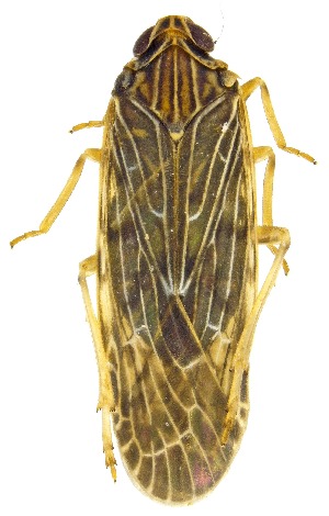  (Momar - UAIC1151927)  @11 [ ] Copyright  Salvador Vitanza Unspecified