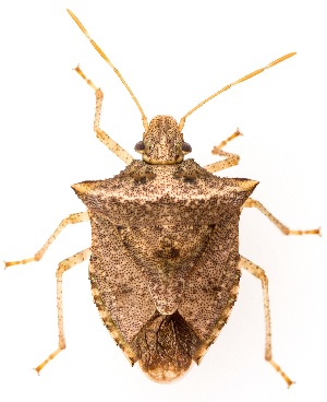  ( - UAIC1151952)  @11 [ ] Copyright  Salvador Vitanza Unspecified