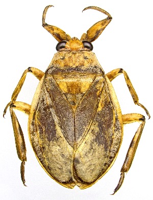  (Abedus - UAIC1151973)  @11 [ ] Copyright  Salvador Vitanza Unspecified