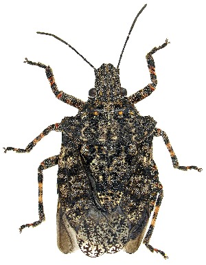  ( - UAIC1151986)  @11 [ ] Copyright  Salvador Vitanza Unspecified