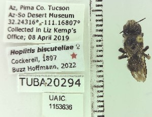  ( - UAIC1153636)  @11 [ ] by (2023) Wendy Moore University of Arizona Insect Collection