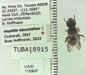  ( - UAIC1153637)  @11 [ ] by (2023) Wendy Moore University of Arizona Insect Collection