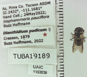  ( - UAIC1153638)  @11 [ ] by (2023) Wendy Moore University of Arizona Insect Collection