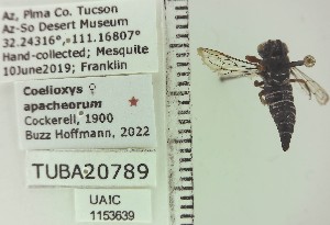  ( - UAIC1153639)  @11 [ ] by (2023) Wendy Moore University of Arizona Insect Collection