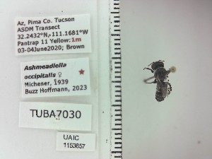  ( - UAIC1153657)  @11 [ ] by (2023) Wendy Moore University of Arizona Insect Collection