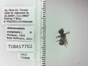  ( - UAIC1153658)  @11 [ ] by (2023) Wendy Moore University of Arizona Insect Collection