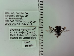  ( - UAIC1154601)  @11 [ ] by (2023) Wendy Moore University of Arizona Insect Collection