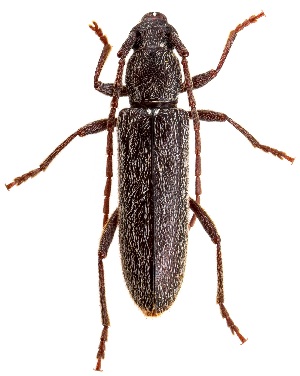  ( - UAIC1159000)  @11 [ ] Copyright  Salvador Vitanza Unspecified