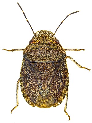  ( - UAIC1159018)  @11 [ ] Copyright  Salvador Vitanza Unspecified