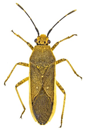  (Catorhintha selector - UAIC1159065)  @11 [ ] Copyright  Salvador Vitanza Unspecified