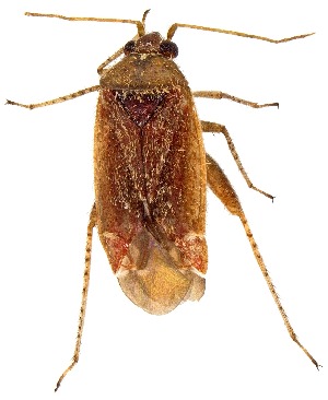  (Parthenicus covilleae - UAIC1159099)  @11 [ ] Copyright  Salvador Vitanza Unspecified