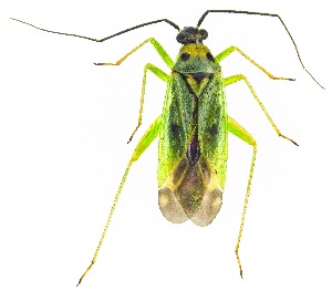  ( - UAIC1159108)  @11 [ ] Copyright  Salvador Vitanza Unspecified