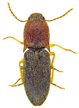  ( - UAIC1159109)  @11 [ ] Copyright  Salvador Vitanza Unspecified